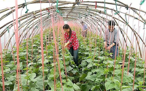 無公害農(nóng)產(chǎn)品認(rèn)證制度改革過渡期有關(guān)問題說明