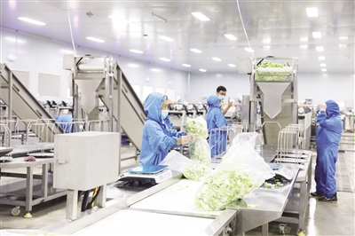 身邊事|彭水善感鄉(xiāng):凈菜加工帶動(dòng)鄉(xiāng)村產(chǎn)業(yè)振興