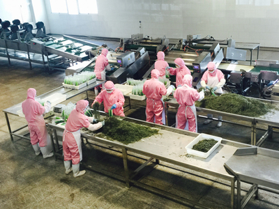 新型海洋蔬菜端上百姓餐桌 海帶產(chǎn)品花樣豐富