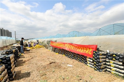 海南陵水萬(wàn)斤瓜果直供湖北