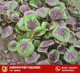 安徽旺家歡 圖 哪家蔬菜配送好 長(zhǎng)豐蔬菜配送