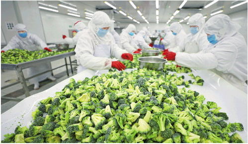 速凍蔬菜復產忙