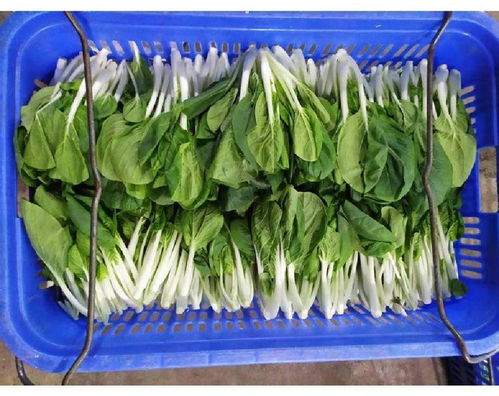 長安增田工廠蔬菜配送廠家批發松崗溪頭