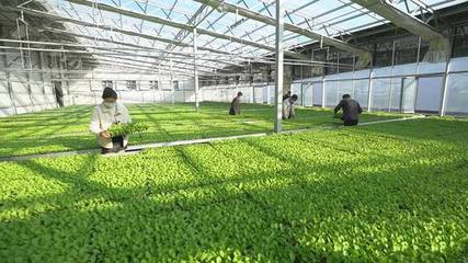 科技賦能助推萊西現(xiàn)代農(nóng)業(yè)發(fā)展&ldquo;加速跑&rdquo;