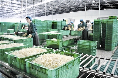 小豆芽里的“大文章” 蔬菜中的綠色營養寶庫